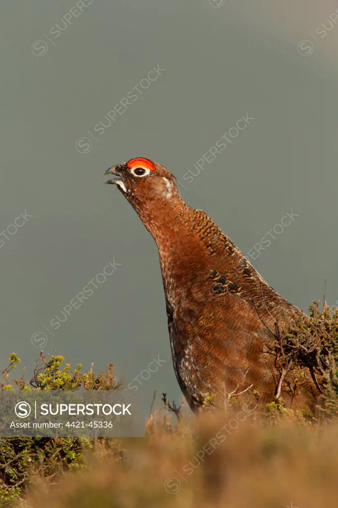 Red Grouse (Lagopus lagopus scoticus) adult male, calling on moorland at dawn, Peak District, Derbyshire, England, April