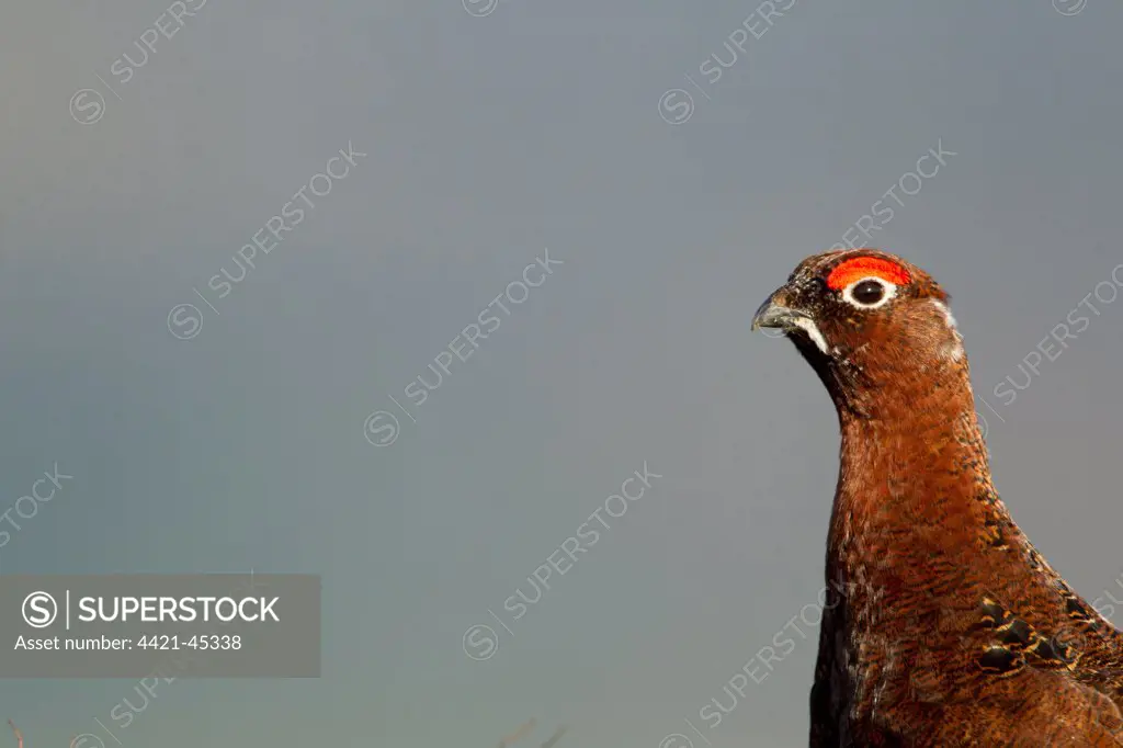 Red Grouse (Lagopus lagopus scoticus) adult male, close-up of head and neck, on moorland at dawn, Peak District, Derbyshire, England, April