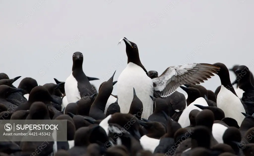 Common Guillemot (Uria aalge) bridled form, adult, breeding plumage, swallowing fish, standing amongst colony, Farne Islands, Northumberland, England, May
