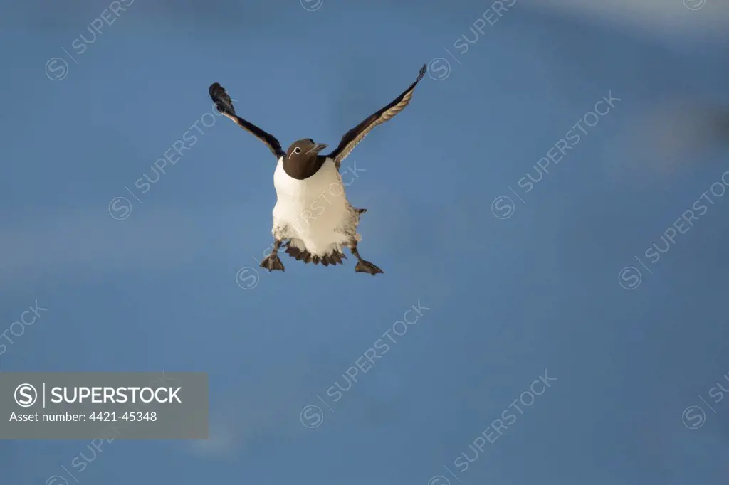 Common Guillemot (Uria aalge) bridled form, adult, breeding plumage, in flight, Hornoi Island, Norway, March