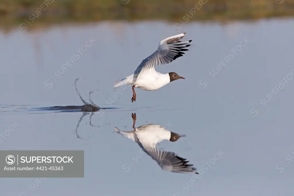 Black-headed Gull (Chroicocephalus ridibundus) adult, breeding plumage, in flight, taking off from water with reflection, Suffolk, England, May