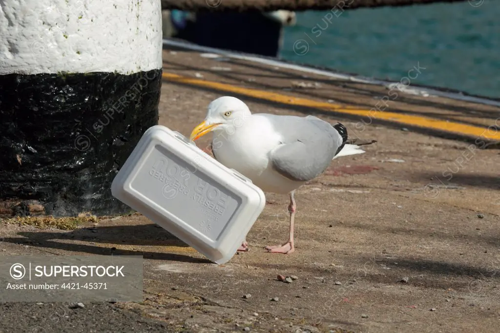 Herring Gull (Larus argentatus) adult, summer plumage, with polystyrene take-away food packaging in beak, standing on harbour of seaside resort, Torquay, Devon, England, May