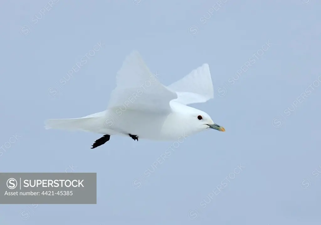 Ivory Gull (Pagophila eburnea) adult, in flight, Spitzbergen, Svalbard, July
