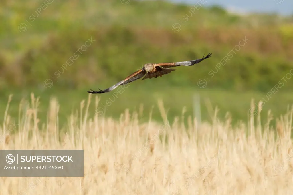 Western Marsh Harrier (Circus aeruginosus) adult male, in flight over reedbed, Guernsey, Channel Islands, May