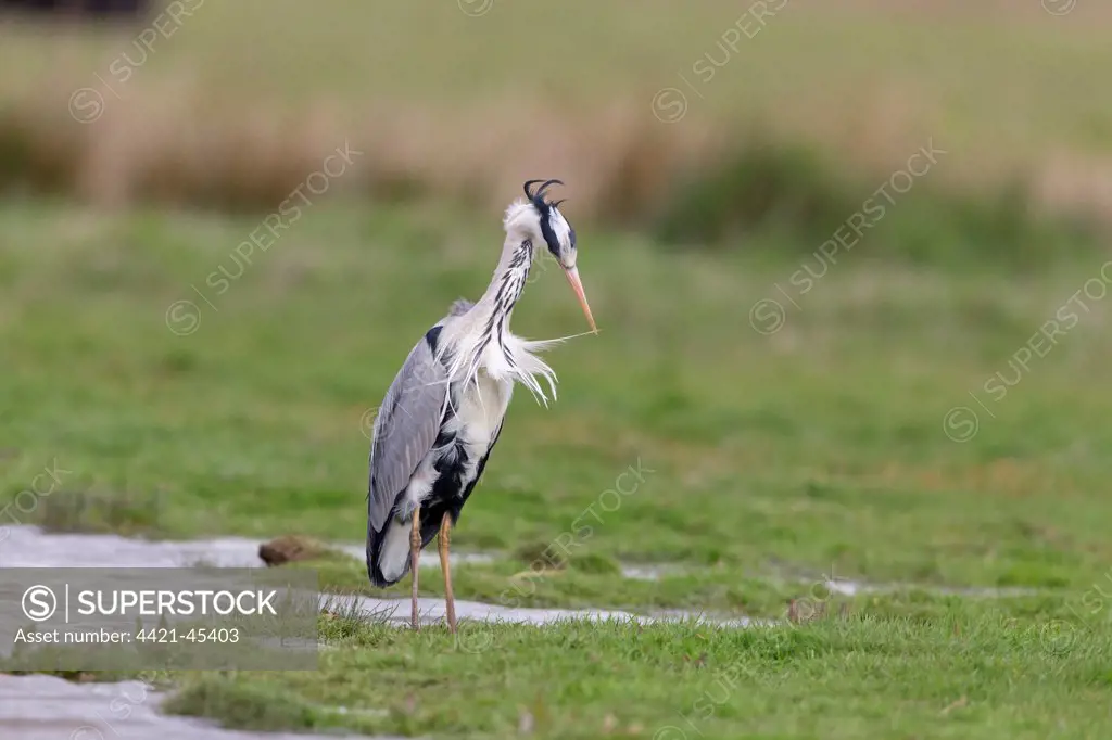 Grey Heron (Ardea cinerea) adult, preening feathers, standing on marshland, Suffolk, England, May