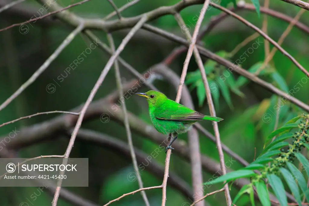 Green Honeycreeper (Chlorophanes spiza) adult female, perched on twig, Trinidad, Trinidad and Tobago, April
