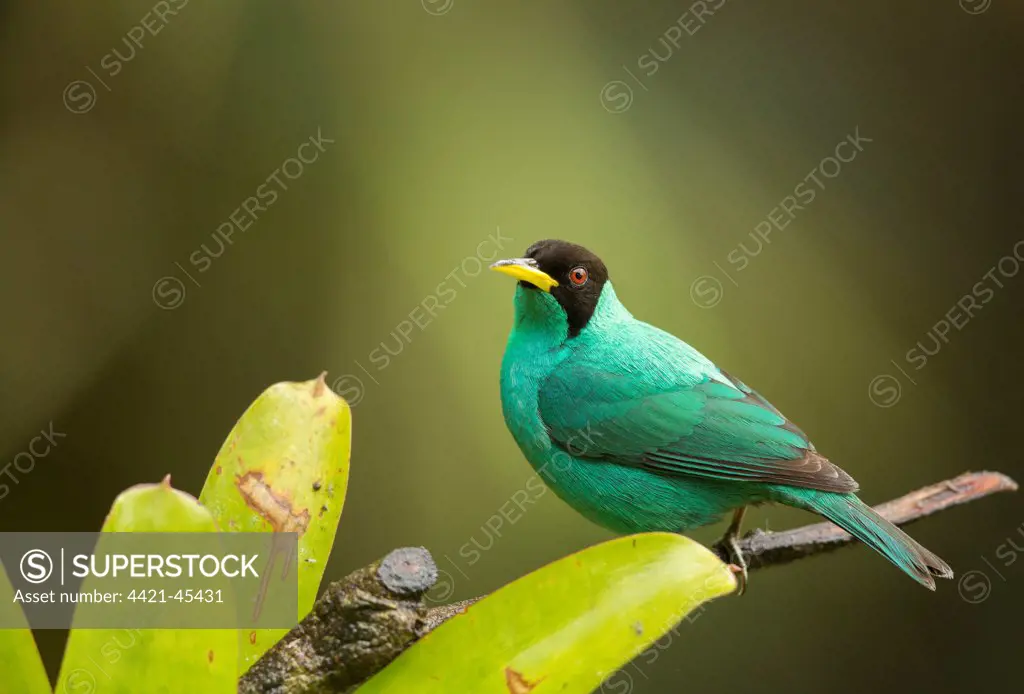 Green Honeycreeper (Chlorophanes spiza) adult male, perched on branch, Costa Rica, March
