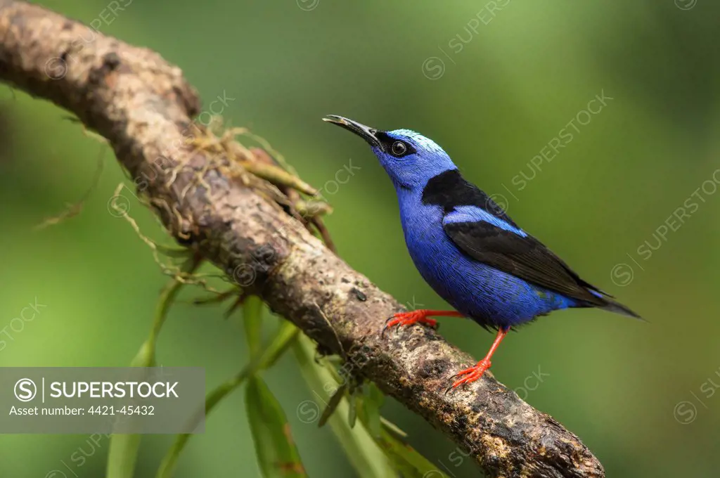 Red-legged Honeycreeper (Cyanerpes cyaneus) adult male, feeding, perched on branch, Costa Rica, March
