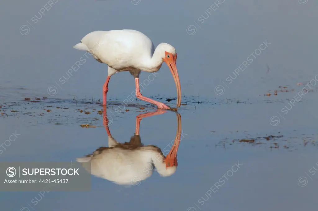American White Ibis (Eudocimus albus) adult, feeding in shallow water, Florida, U.S.A., February