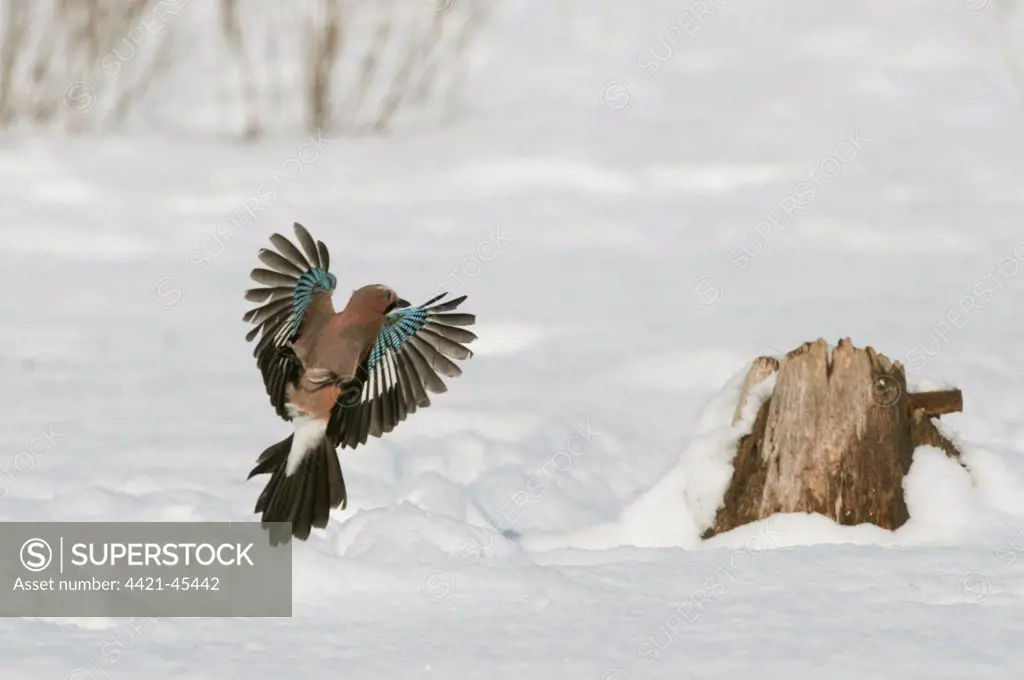 Eurasian Jay (Garrulus glandarius) adult, in flight, landing at stump in snow, Bialowieza N.P., Podlaskie Voivodeship, Poland, February