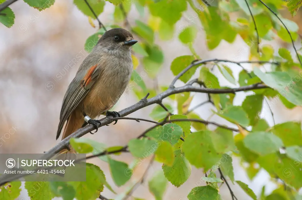 Siberian Jay (Perisoreus infaustus) adult, with leg ring, perched on birch twig, Muonio, Lapland, Finland, September