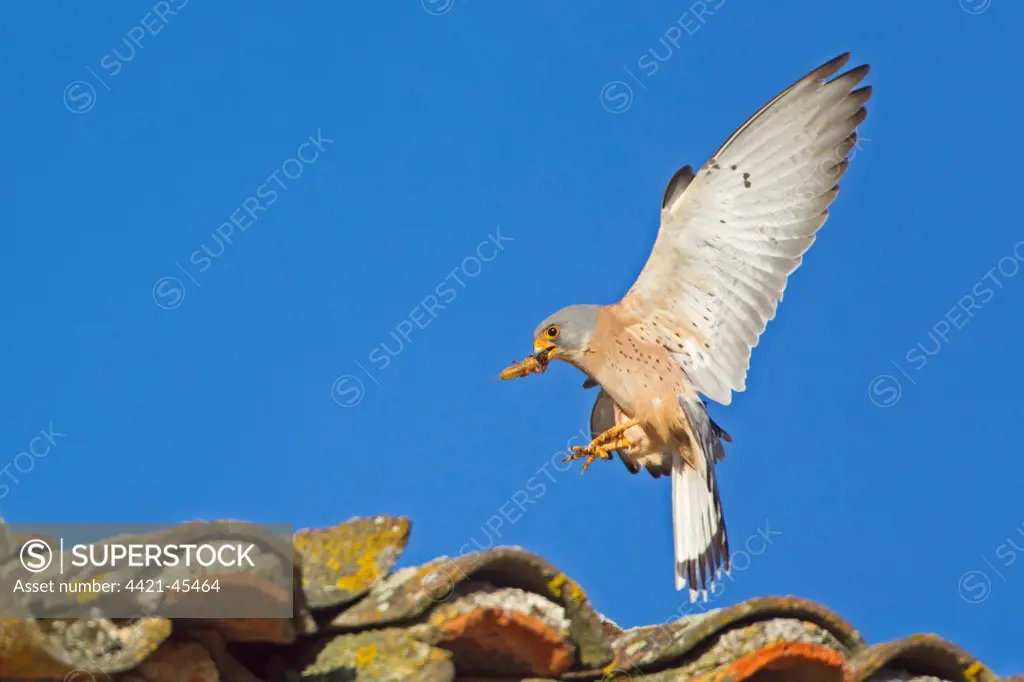 Lesser Kestrel (Falco naumanni) adult male, in flight, with Mole Cricket (Gryllotalpa gryllotalpa) prey in beak, landing on tiled roof of bullring, Trujillo Bullring, Trujillo, Caceres Province, Extremadura, Spain, April