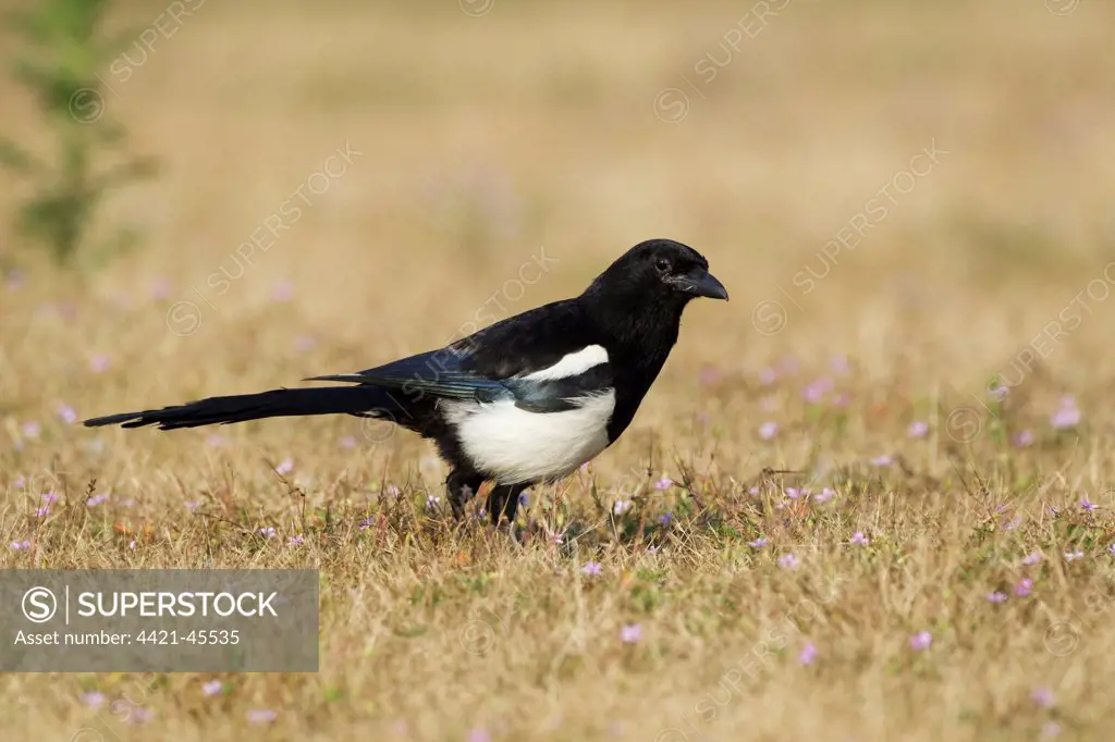 Common Magpie (Pica pica) adult, foraging for insects on ground, Minsmere RSPB Reserve, Suffolk, England, July