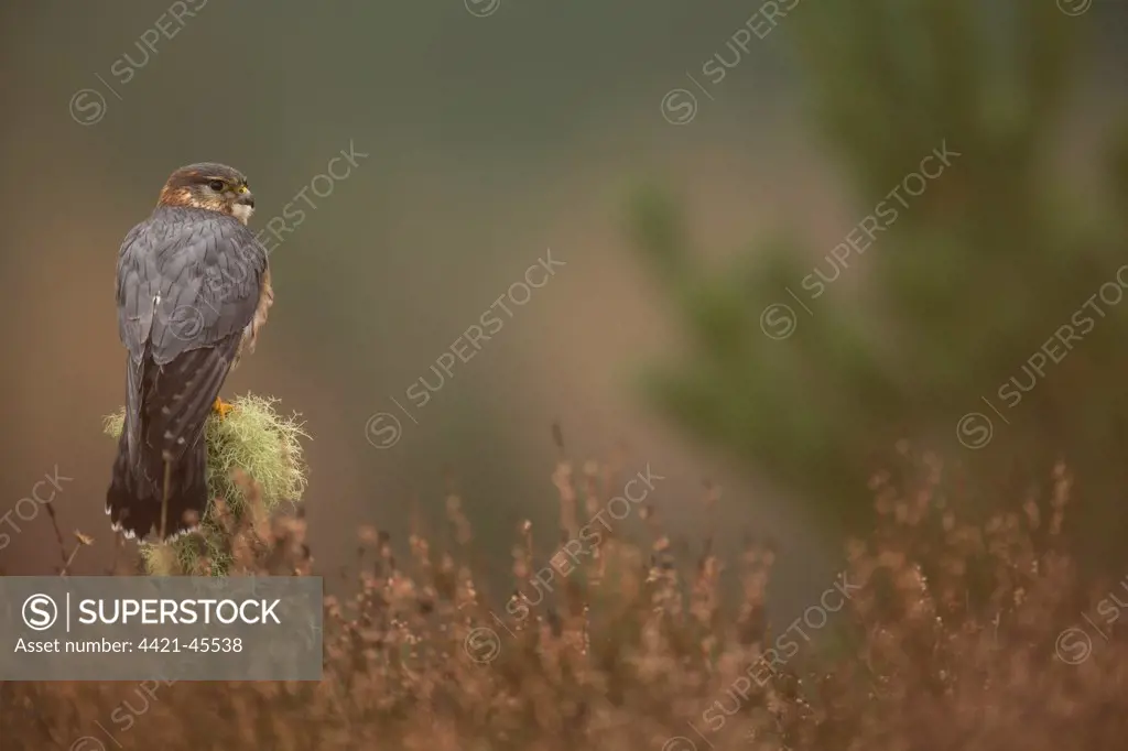Merlin (Falco columbarius) adult male, perched on lichen covered post in moorland during rainfall, Scotland, January (captive)