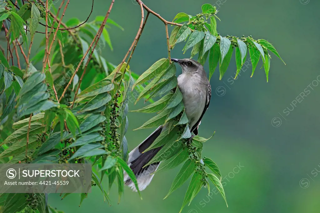 Tropical Mockingbird (Mimus gilvus) adult, perched in fruiting tree, Trinidad, Trinidad and Tobago, April