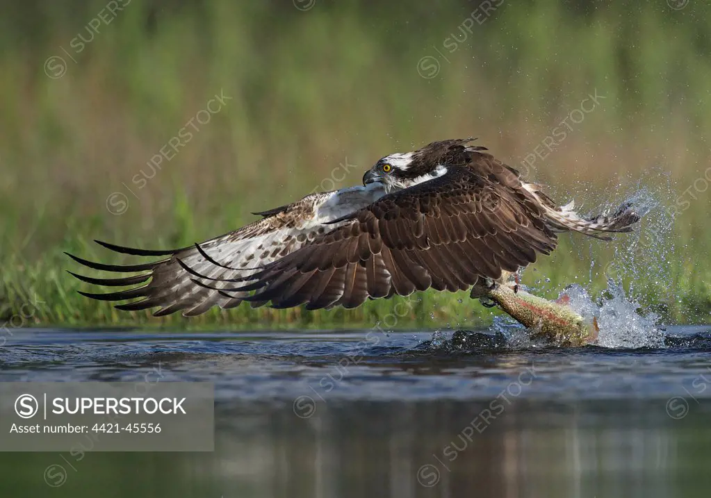 Osprey (Pandion haliaetus) adult, in flight, taking off from loch with trout prey in talons, Aviemore, Cairngorms N.P., Grampian Mountains, Highlands, Scotland, July