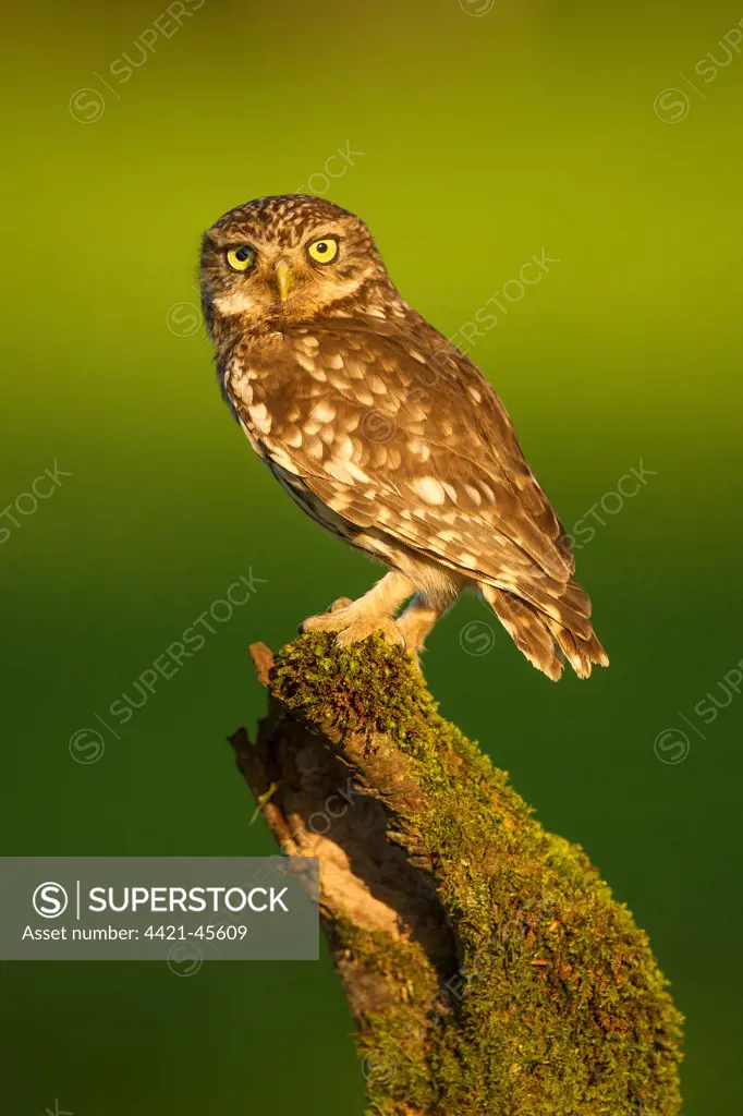 Little Owl (Athene noctua) adult, perched on mossy stump, Sussex, England, May