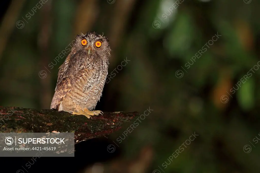 Tropical Screech-owl (Megascops choliba) adult, perched on branch at night, Trinidad, Trinidad and Tobago, April