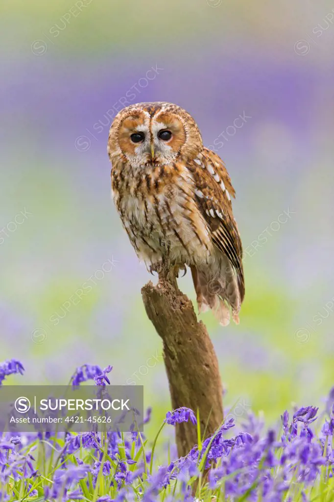 Tawny Owl (Strix aluco) adult, perched on log amongst Bluebell (Hyacinthoides non-scripta) flowers, Suffolk, England, May (captive)
