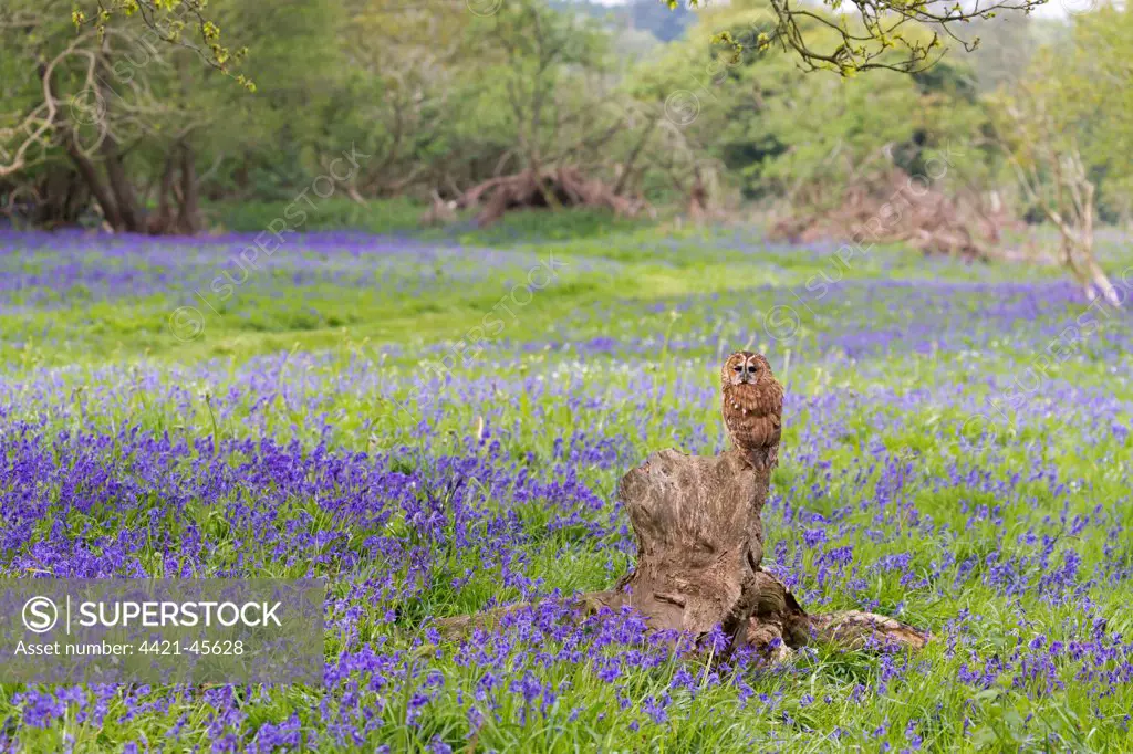 Tawny Owl (Strix aluco) adult, perched on stump amongst Bluebell (Hyacinthoides non-scripta) flowers, Suffolk, England, May (captive)
