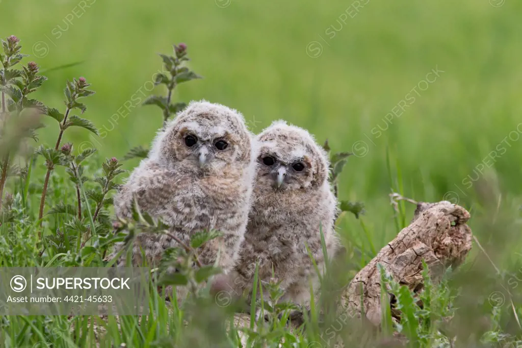 Tawny Owl (Strix aluco) two chicks, standing on log, Suffolk, England, May (captive)