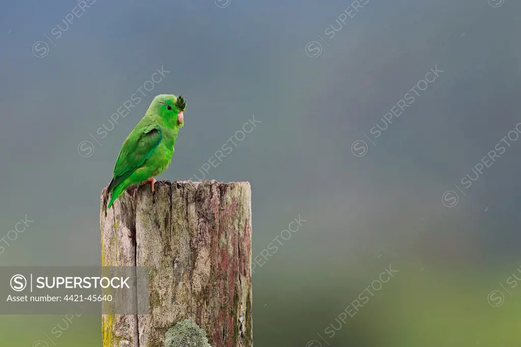 Green-rumped Parrotlet (Forpus passerinus) adult male, perched on post, Trinidad, Trinidad and Tobago, April