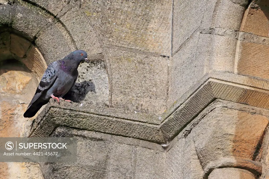 Feral Pigeon (Columba livia) adult, perched on cathedral, Norwich Cathedral, Norwich, Norfolk, England, June