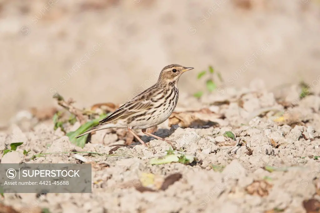 Red-throated Pipit (Anthus cervinus) adult, beginning to assume breeding plumage, standing on ploughed field, Long Valley, Hong Kong, China, December