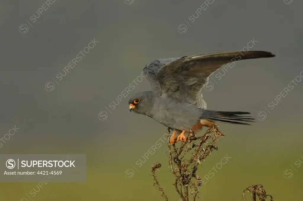 Red-footed Falcon (Falco vespertinus) adult male, with wings spread about to take off, Lesvos, Greece, april