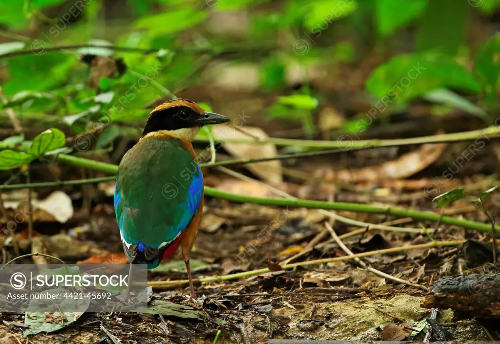 Blue-winged Pitta (Pitta moluccensis) adult, standing on forest floor, near Kaeng Krachan, Thailand, May