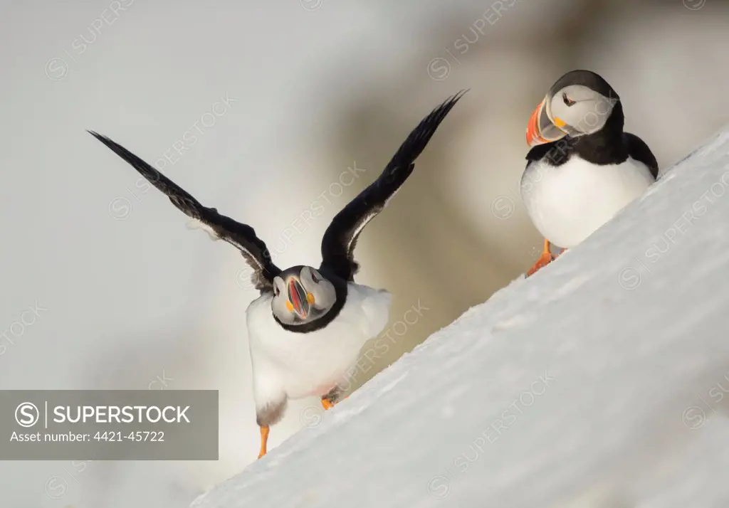 Atlantic Puffin (Fratercula arctica) two adults, breeding plumage, standing on snow covered slope, Hornoi Island, Norway, March