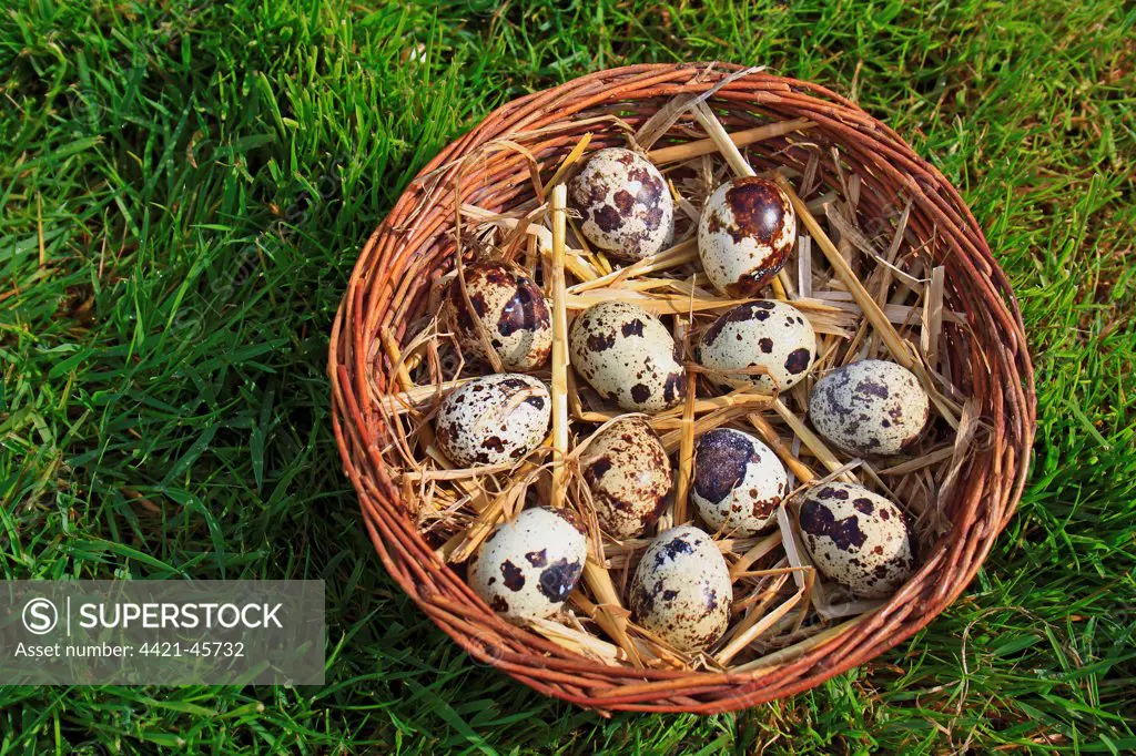 Common Quail (Coturnix coturnix) twelve eggs, in basket, Suffolk, England, May