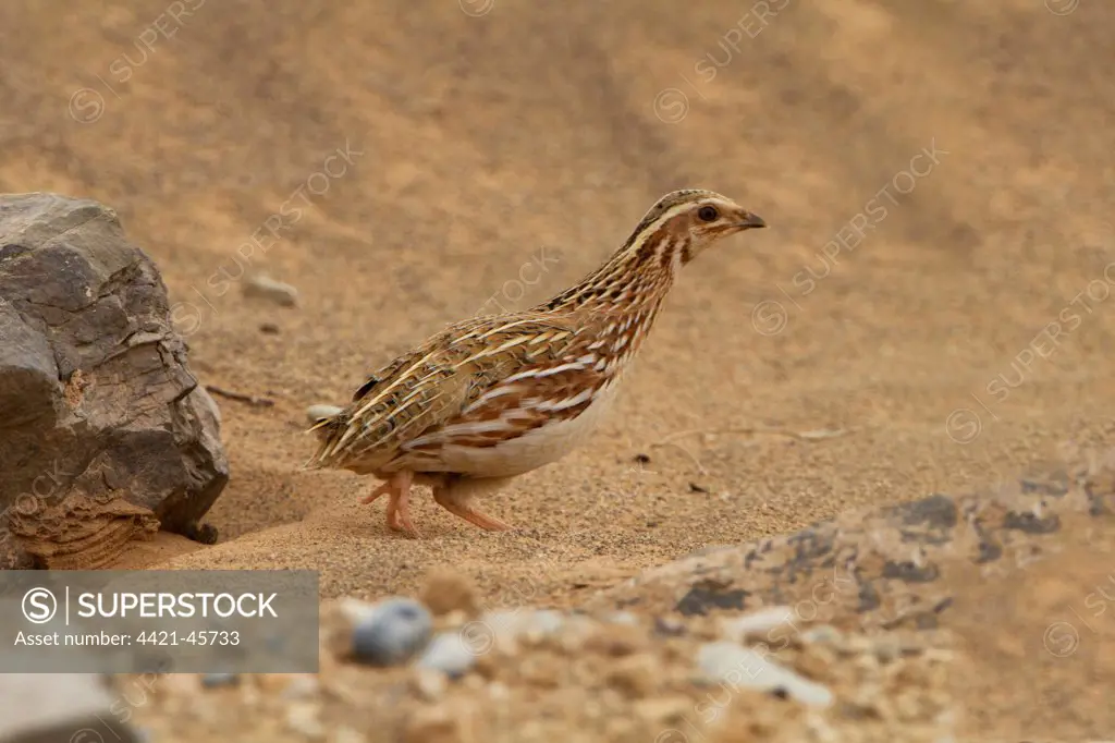 Common Quail (Coturnix coturnix) adult, on migration in desert, Morocco, March