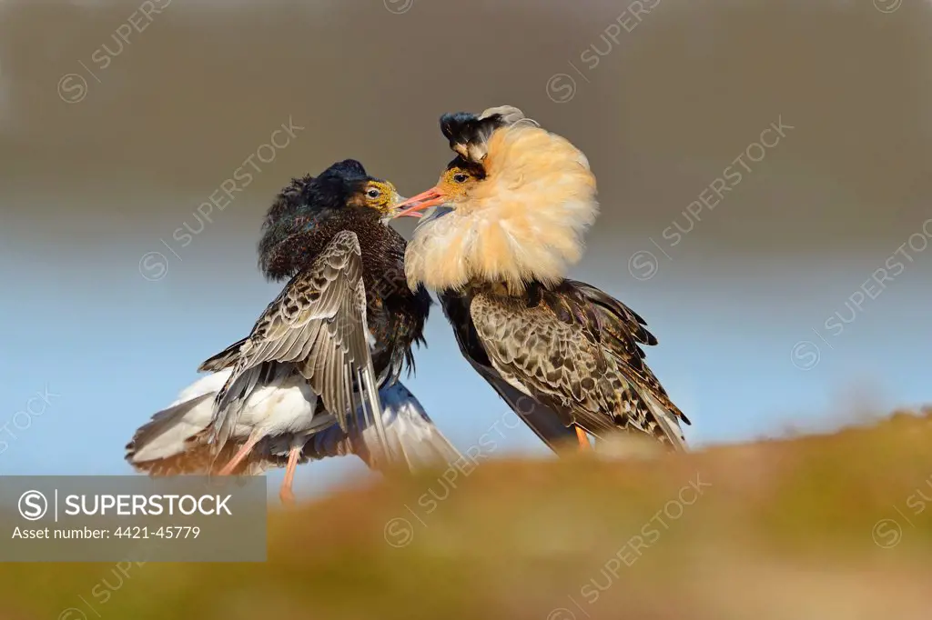 Ruff (Philomachus pugnax) two adult males, breeding plumage, fighting at lek, Varanger Peninsula, Finnmark, Norway, May
