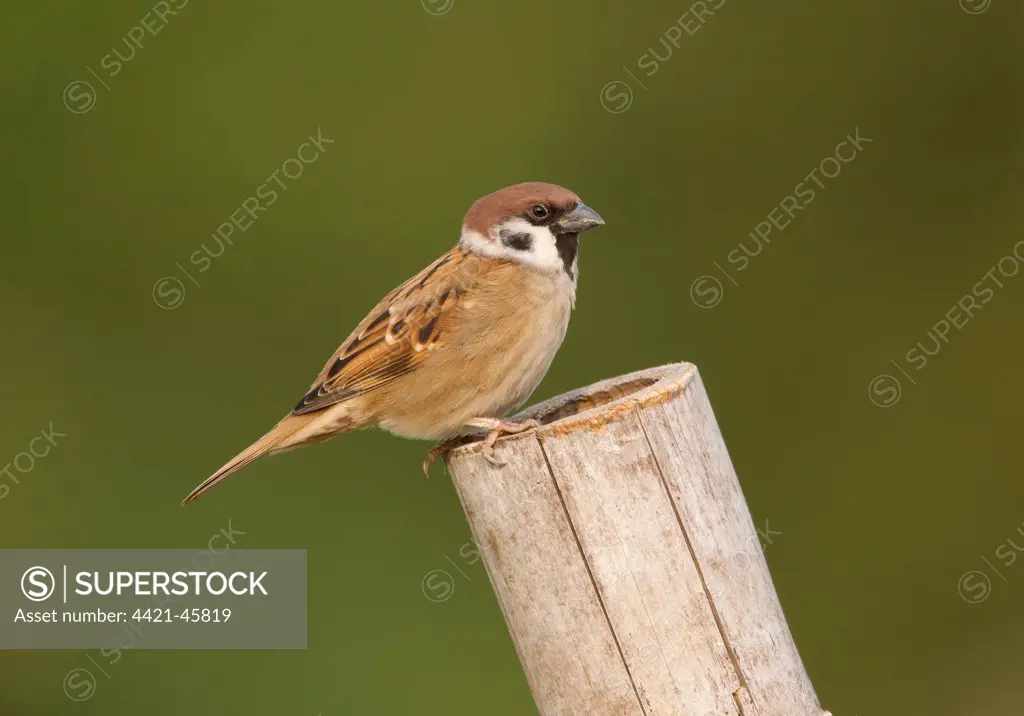 Eurasian Tree Sparrow (Passer montanus) adult, perched on bamboo, Hong Kong, China, May
