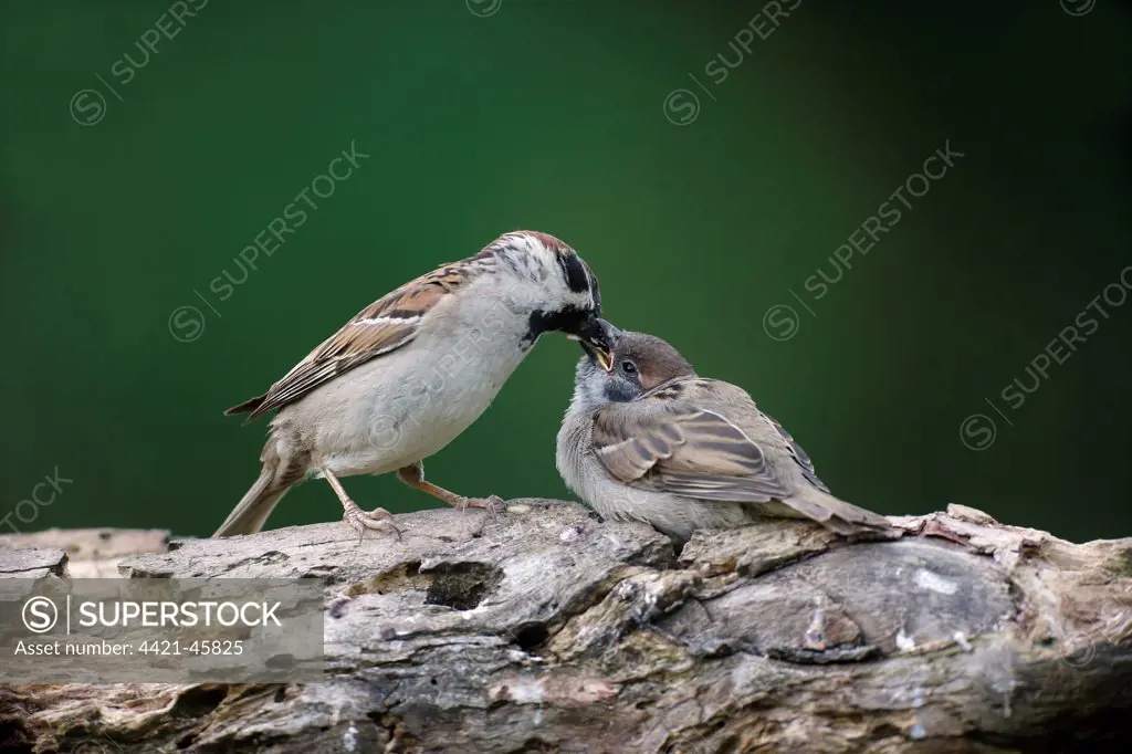 Eurasian Tree Sparrow (Passer montanus) adult male, feeding chick, perched on branch, Bulgaria, May
