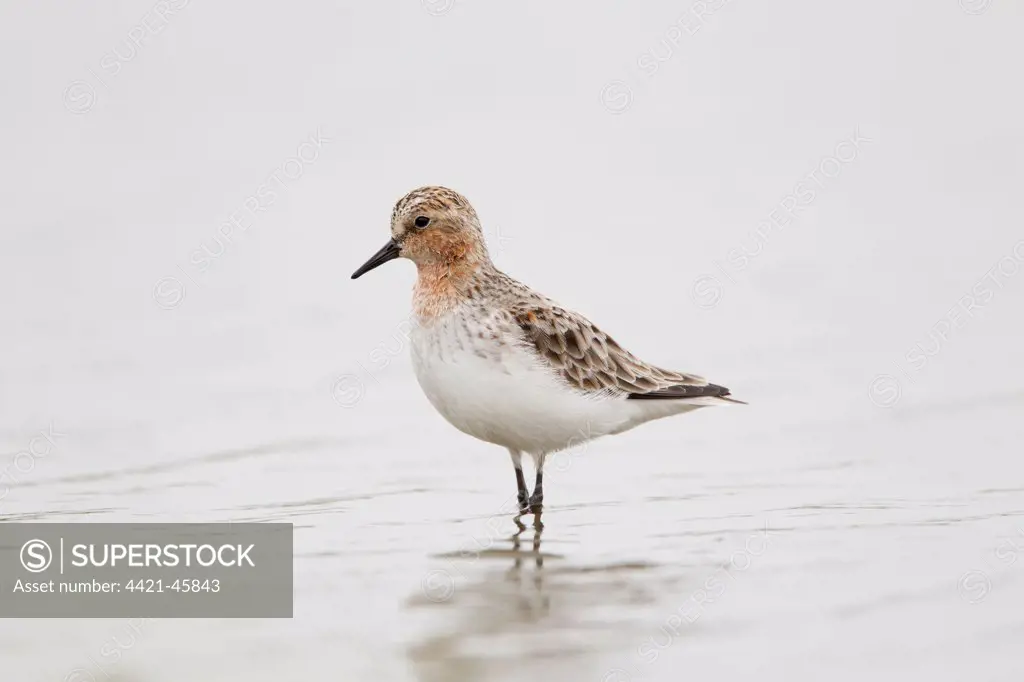Red-necked Stint (Calidris ruficollis) adult, partial breeding plumage, standing in shallow water, Mai Po, Hong Kong, China, April
