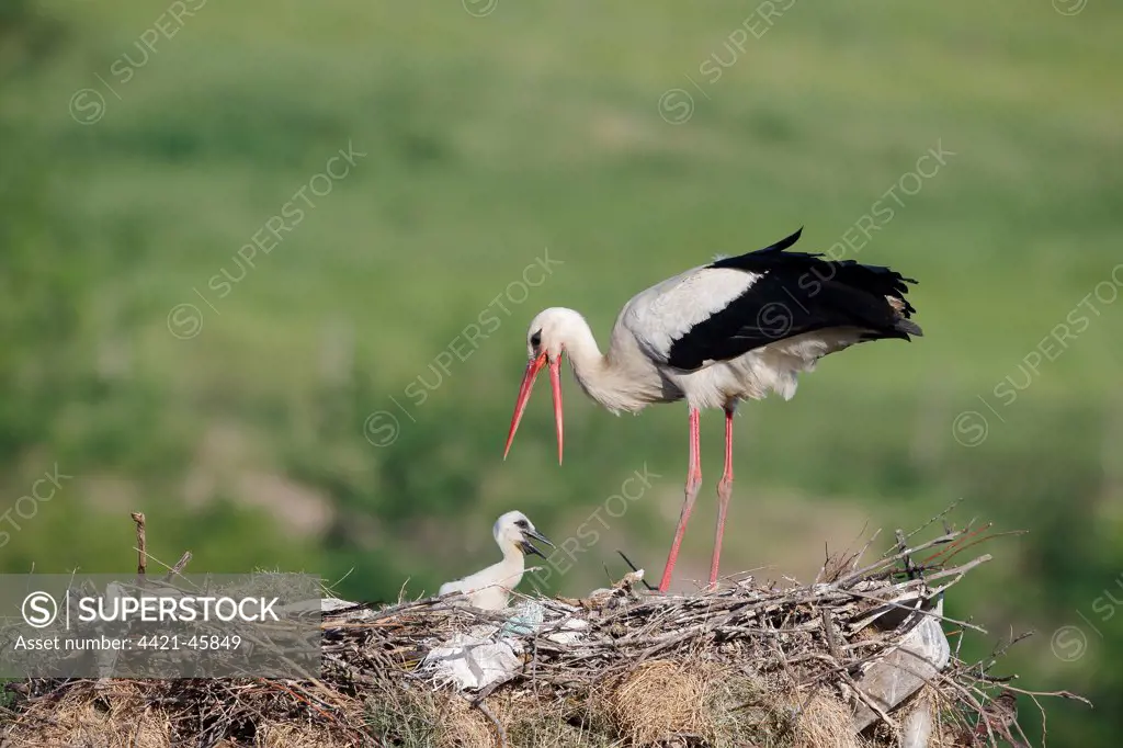White Stork (Ciconia ciconia) adult with chick, at nest on manmade nesting platform, Bulgaria, May