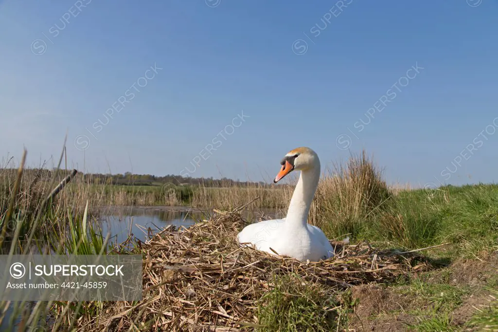 Mute Swan (Cygnus olor) adult female, sitting on nest, incubating eggs, Suffolk, England, May