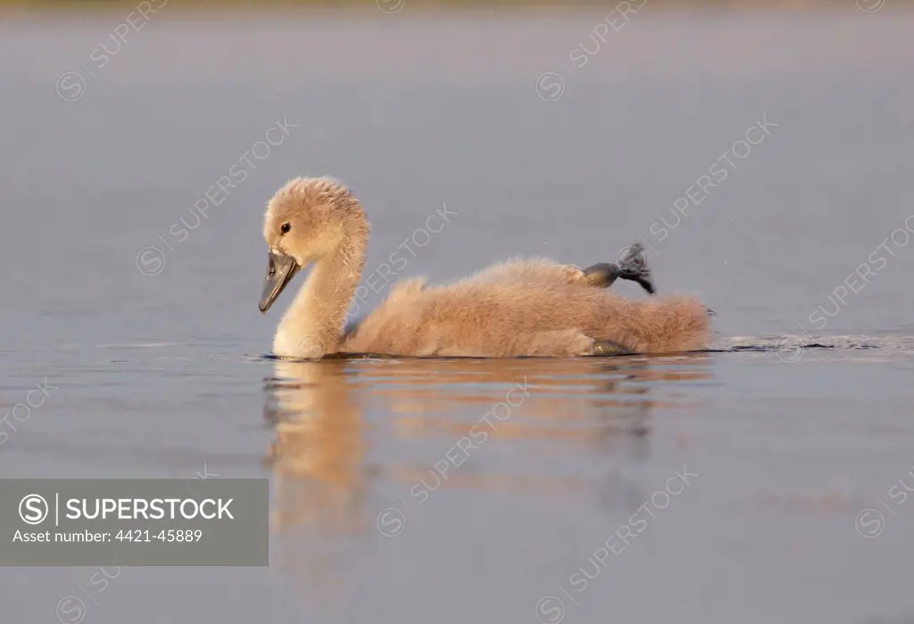 Mute Swan (Cygnus olor) cygnet, swimming, with raised foot, West Yorkshire, England, July