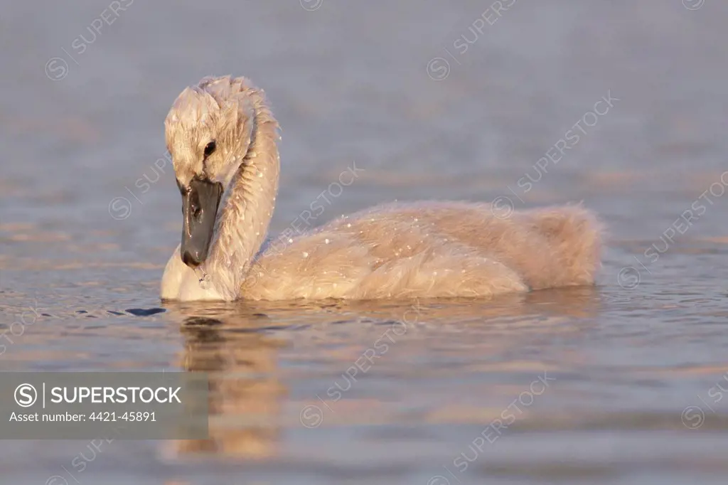 Mute Swan (Cygnus olor) cygnet, swimming, with water droplets on feathers, West Yorkshire, England, July