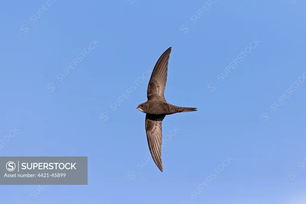Common Swift (Apus apus) adult, in flight, Suffolk, England, May
