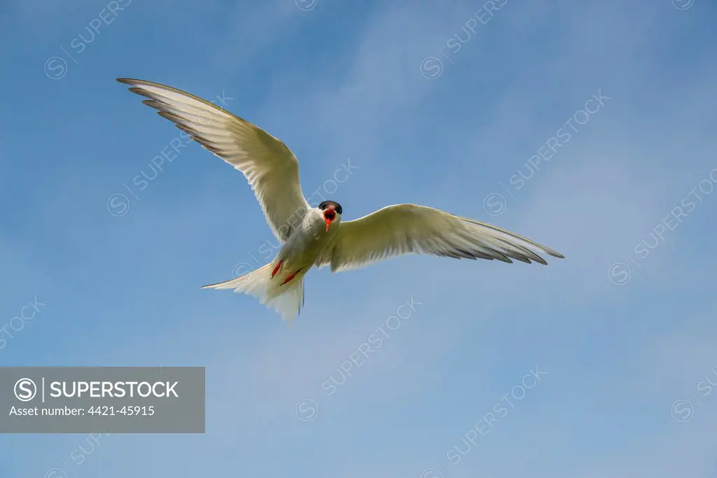 Arctic Tern (Sterna paradisea) adult, in flight, mobbing behaviour, Northumberland, England, July