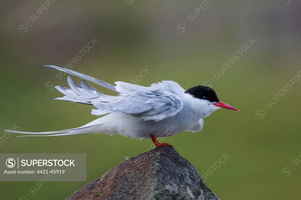 Arctic Tern (Sterna paradisea) adult, breeding plumage, 'rousing' on stone wall, Isle of May, Firth of Forth, Scotland, July