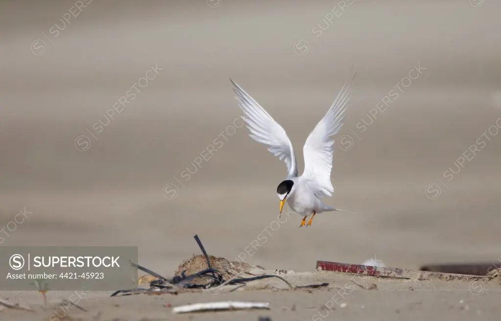 Little Tern (Sterna albifrons) adult, breeding plumage, in flight, hovering over nest with two eggs, nesting amongst debris washed up on beach, presumably to provide some camouflage, Guangdong, China, June