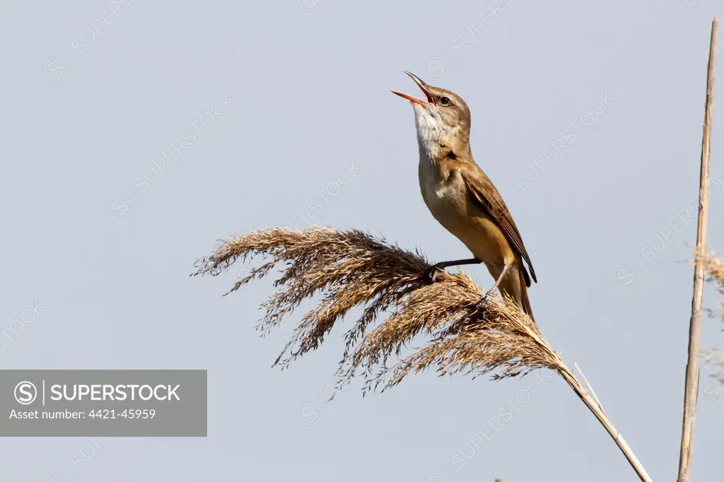 Great Reed-warbler (Acrocephalus arundinaceus) adult, singing, perched on reed, Bulgaria, May