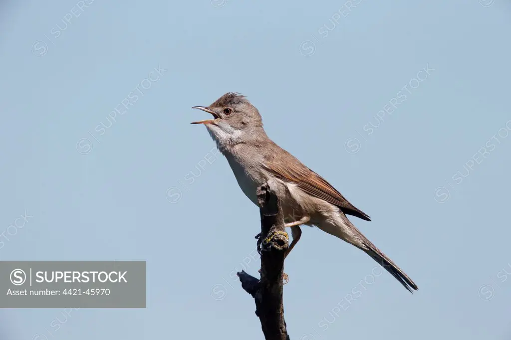 Common Whitethroat (Sylvia communis) adult, singing, perched on twig, Bulgaria, May