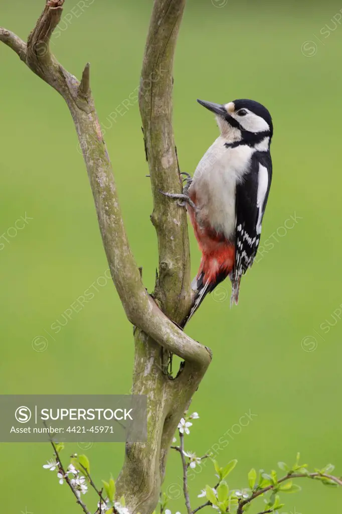 Great Spotted Woodpecker (Dendrocopos major) adult female, clinging to dead branch, West Yorkshire, England, May