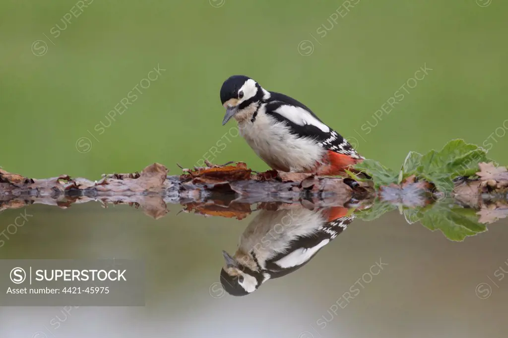 Great Spotted Woodpecker (Dendrocopos major) adult female, standing at edge of pool with reflection, West Yorkshire, England, May