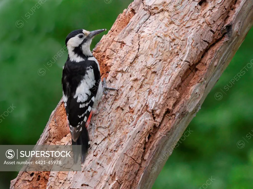 Syrian Woodpecker (Dendrocopos syriacus) adult female, foraging on rotting tree trunk, Bulgaria, May
